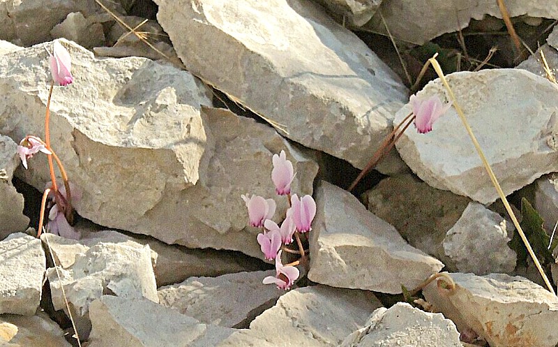 Konavle Valley 16